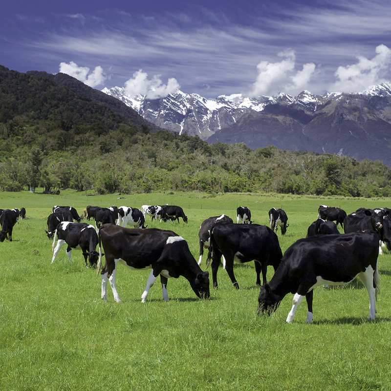 dairy farm cows