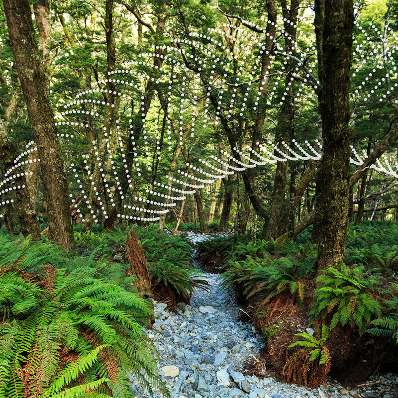 new zealand green forest 