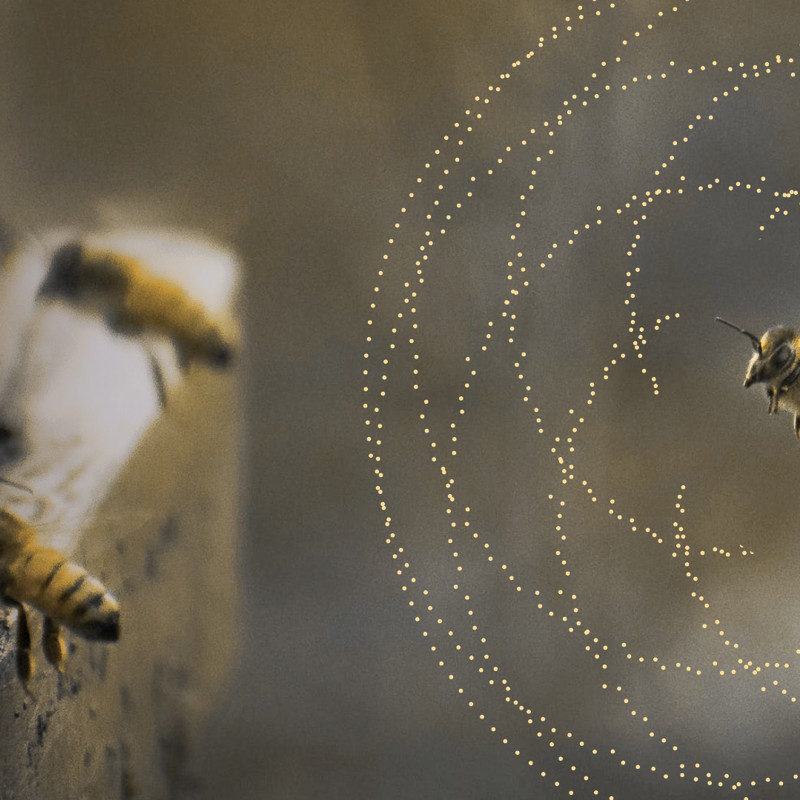 bees farming honey 