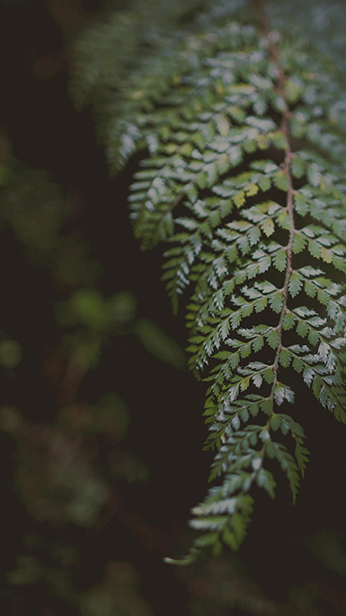 new zealand fern