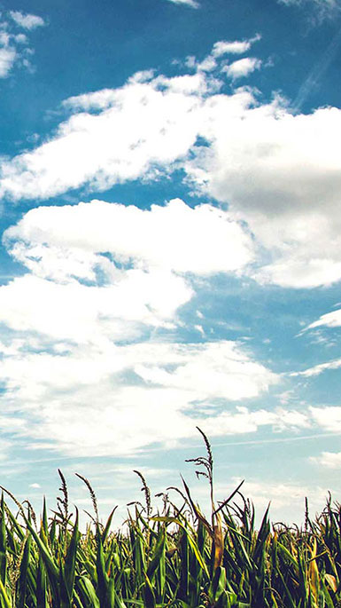 field with clouds