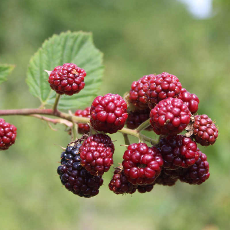 bunch of red berries 