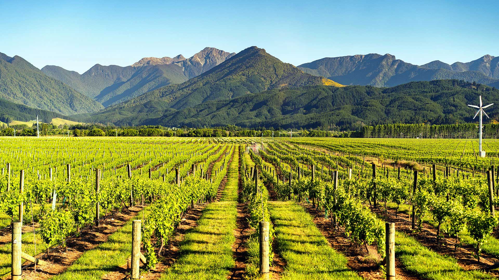 vineyard