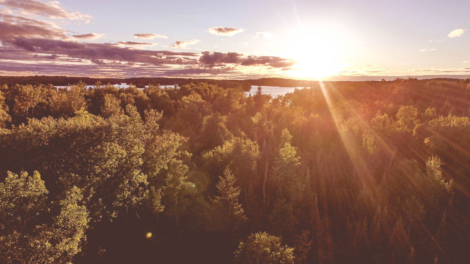 forest sunrise