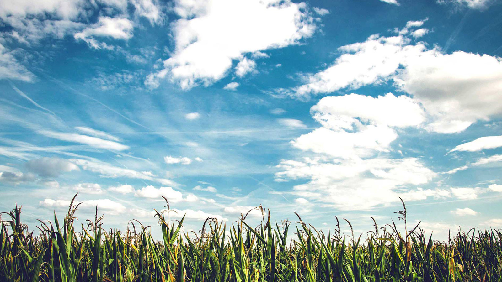 field with clouds