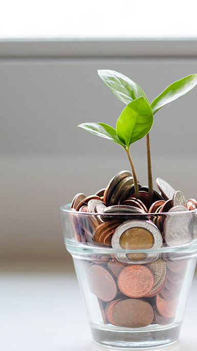 Money plant