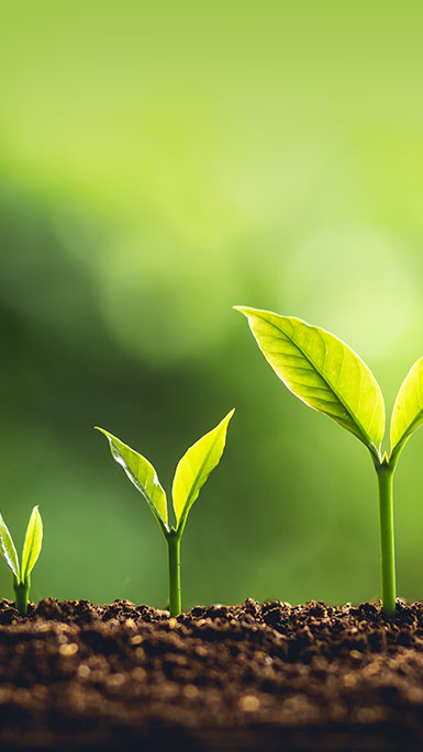 green shoots in soil