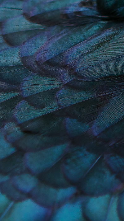 close up blue feathers 